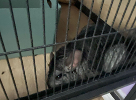 white female chinchilla needed in stonehaven.