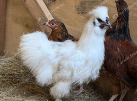 Silkie cockerels