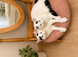 Black & White Domestic Shorthair Cats for Sale (1 Year Old)