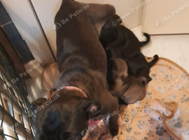 Pug X Puggle Gorgeous Tiny Puppies