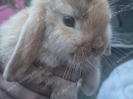 2 mini pop bunnies