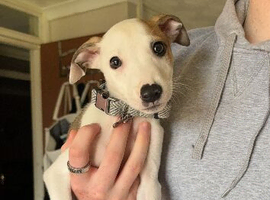 8 week old Lurcher for sale