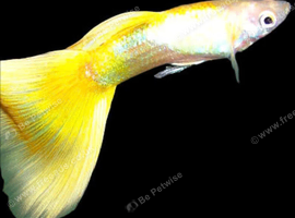Guppy Fry