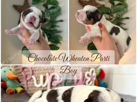 5️KC Chocolate Wheaten Black Parti Mini Schnazuer
