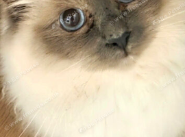 Urgent Missing Cat - needs meds - reward