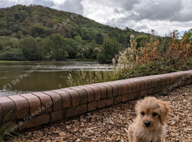 Cavapoo puppy male