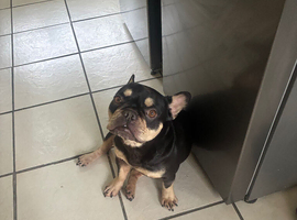 French Bulldog