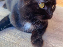 need rehoming bsh cat female