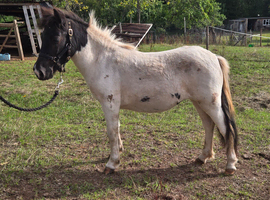 Standard shetland type