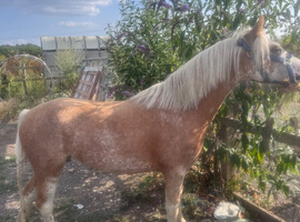 Lovely reg sec A mare