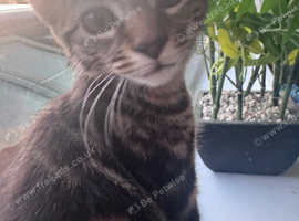 Two beautiful Tabby cross Bengal kittens for Sale