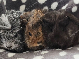 3 Boars available