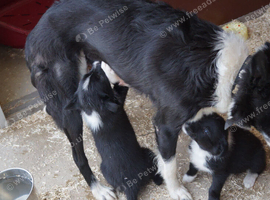 Top Quality Border Collie Pups