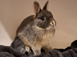 1 Grey Lionhead Dwarf Rabbit (+Optional Cage setup)