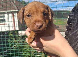 Patterdale pups