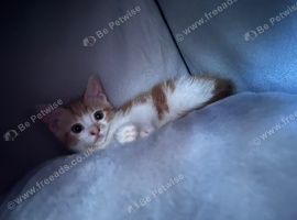 12 week old girl ginger