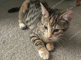 4 month old kitten
