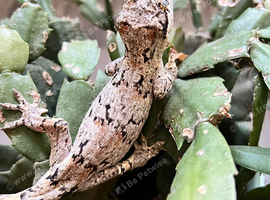 CB26 Gargoyle gecko (nsex)