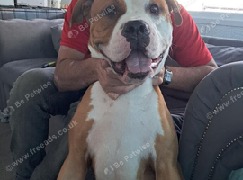 Rehome my Staff mix breed