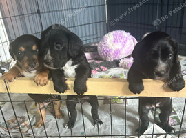 Beautiful Cocker Jack puppies for sale