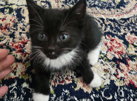 Kitten for sale