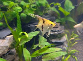 4 juvenile angels