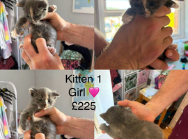 Stunning mixed breed kittens