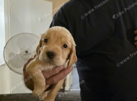 4 beautiful cocker spaniel puppies