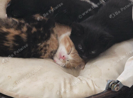 4 Adorable Kittens Looking for Loving Homes ️