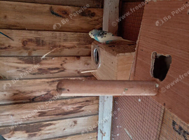 Budgies