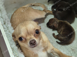 KC Smooth Coat Female Chihuahuas