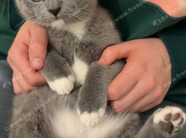 British shorthair kittens British Blues ️