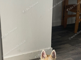 Husky Puppies - White & Creams