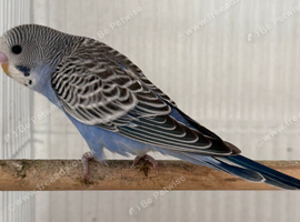 beautiful baby budgie
