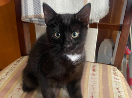 Kitten