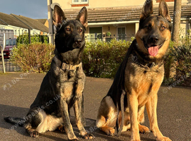 Beautiful German Shepherd Puppies &ndash; Showline Sire &times; Working Line Dam