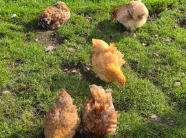 Pekin Bantams Hens