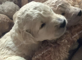 KC Standard Poodle Puppies