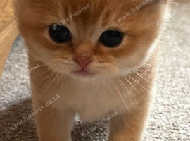 Active GCCF kittens