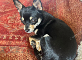 Black & Tan chihuahua Pup