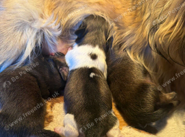 3 pure Pekingese puppies