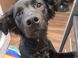 9 month old dog