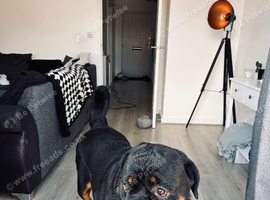 2 year old female