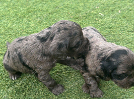 Cocker spaniel puppy