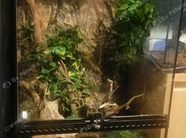 Large vivarium with adult breeding pair crested gekos