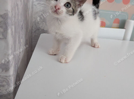 4 beautiful cross babies