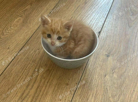 For sale kittens