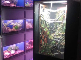 S65 reptile rescue and rehoming