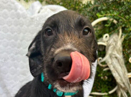 Female lurcher cross Labrador need a good home