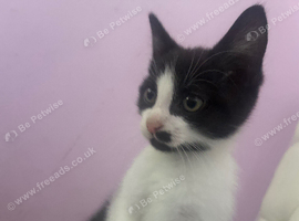Kitten 8 week old